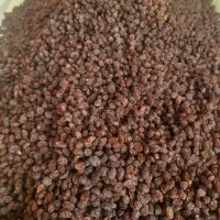 کشمش|خوردنی و آشامیدنی|ملکان, |دیوار