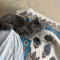 گربه بریتیش ماده عقیم نشده هفت ماهه