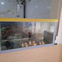 اکواریوم