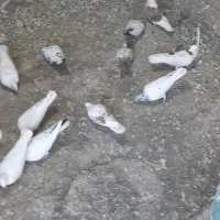 کبوتر|پرنده|شهر ری, فیروزآباد|دیوار