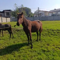 مادیان شکم پر با یک راس اسب