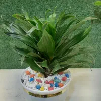 گلدان و گل|گل و گیاه طبیعی|قم, شاه ابراهیم|دیوار