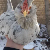 مرغ گلین خال سوزنی|حیوانات مزرعه|تهران, جردن|دیوار