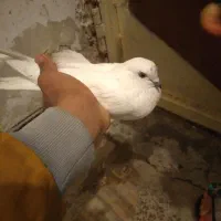 کبوتر|پرنده|فارسان, |دیوار