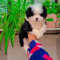 پودل کراس مینیاتوری|سگ|رشت, دیانتی|دیوار