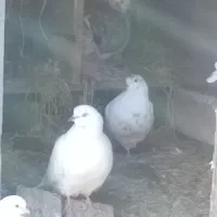 کبوتر خانگی|پرنده|آستانه اشرفیه, |دیوار