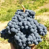 انگور شانی سر دشت|عمده‌فروشی|ارطه, |دیوار