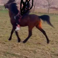 اسب سیروان لارتی