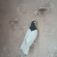 خال سیاه واکسی