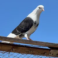 ۵ کبوتر سالم و سرحال، یکجا
