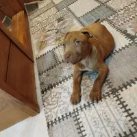 واگذاری آمیریکن پیتبول