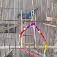 طوطی راهب|پرنده|کرج, محمد آباد|دیوار