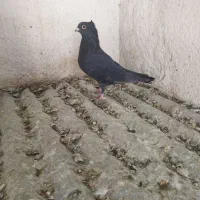 کفترکبوتر|پرنده|شیراز, مسلم|دیوار