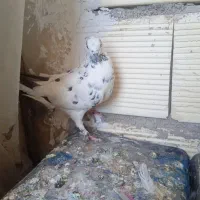 کفتر