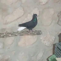 کبوتر دم سفید