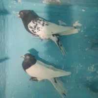 نر ماده سر سیاه|پرنده|پاریز, |دیوار