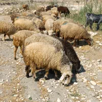 فروش120راس میش داشتی بره دار و آبستن ترکی بختیاری|حیوانات مزرعه|کازرون, |دیوار