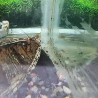 فروش و معاوضه آکواریم شیشه خم|ماهی|اصفهان, ملکشهر|دیوار