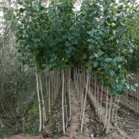 قلمه با کیفیت عالی و ارسال فوری