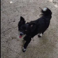 پاکوتاه اشپیزاسترالیایی|سگ|رشت, نظری|دیوار