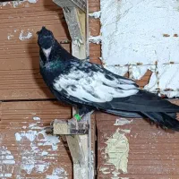 کبوتر رنگی|پرنده|گنبد کاووس, |دیوار