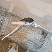 کبوتر دارم معاوضه با عروس هلندی