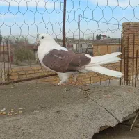 کبوتر رنگی|پرنده|تاتار علیا, |دیوار