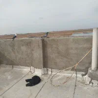 کفتر پرشی و جوجه|پرنده|نیشابور, ریوند|دیوار