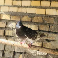 کبوتر کلیی|پرنده|سوسنگرد, |دیوار