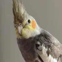 عروس هلندی نر سخنگو