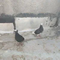 کبوتر / کفتر|پرنده|محمدشهر, محمدشهر|دیوار