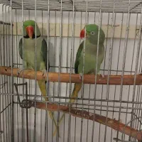 شاه طوطی مولد واقعی اهلی