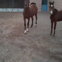 اسب|اسب و تجهیزات اسب‌سواری|ابریشم, |دیوار