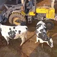 فروش کود گاو فقط (هرات و شهربابک)