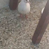 کبوتر طوقی وسیاه پشت