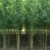 فروش نهال گردو بادام صنوبر