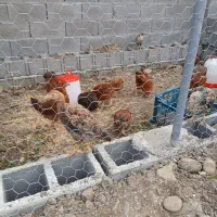 مزرعه مرغ محلی نزدیک گلسار، روستای منگوده