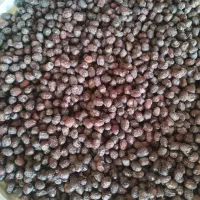 خرما گشخاب تازه سیاه رنگ و خرما کبکاب