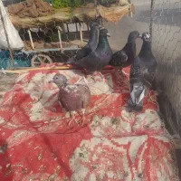 بور مگس نر|پرنده|زهک, |دیوار