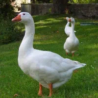 فروش سه عدد غاز محلی