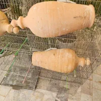 طوطی برزیلی.قفس تاشو بازاری جوجه پران لانه پرنده|پرنده|شاهرود, |دیوار