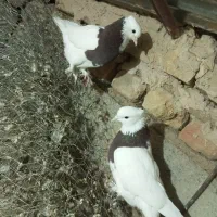 یک جفت کفتر طوقی میزون جوانه