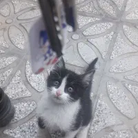 بچه گربه خانگی|گربه|همدان, |دیوار