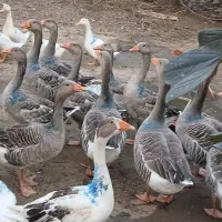 غاز ،مرغ و خروس