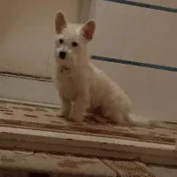 پاکوتاه شیتزو جنسیت نر|سگ|تبریز, |دیوار