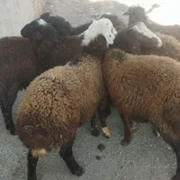 گوسفند داشتی بز بزغاله بره نر و ماده|حیوانات مزرعه|قزوین, |دیوار