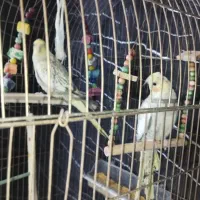 ۲ عدد عروس هلندی. ابلق فروش فوری