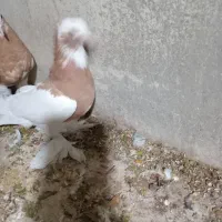 طوقی بی عیب...|پرنده|کوار, |دیوار