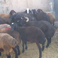 بره  نر چاق|حیوانات مزرعه|تهران, بهارستان|دیوار