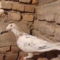 کبوتر|لوازم جانبی حیوانات|سبزوار, امیر کبیر|دیوار